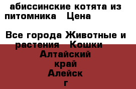 абиссинские котята из питомника › Цена ­ 15 000 - Все города Животные и растения » Кошки   . Алтайский край,Алейск г.